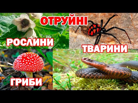 Отруйні рослини, тварини та гриби