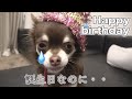 帽子をかぶるとピクリとも動かない犬 チワワのトラジの誕生日【お迎えから1年間の軌跡】