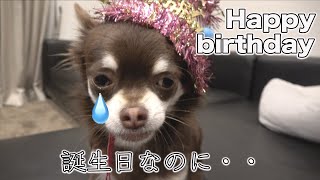 帽子をかぶるとピクリとも動かない犬 チワワのトラジの誕生日【お迎えから1年間の軌跡】