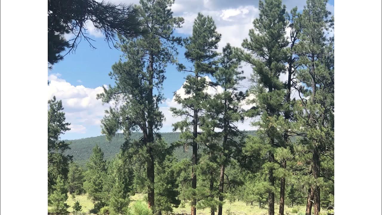 Beautiful forest land for sale in New Mexico close to Arizona AZ/NM