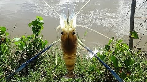 Cách câu tôm càng xanh khổng lồ hiệu quả nhất thế giới || kiếm tiền triệu mỗi ngày