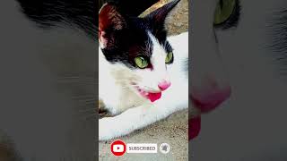 My Cat Face To Bad Weather Cat Weather Effect Video