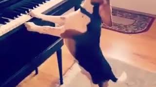 Dog's Got Talent -  Dogs Piano | 9GAG it