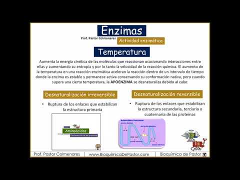 Vídeo: Com afecta la temperatura òptima l'activitat de l'enzim?