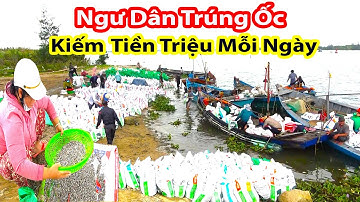 Ngư Dân Quảng Nam Trúng Hàng Chục Tấn Ốc Ruốc Mỗi Ngày || Bán Cho Thương Lái Giá Cũng Cao