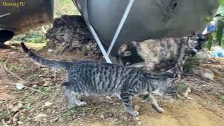 Mother cat and kittens have extremely strange fur colors. by Meowing TV 1,738 views 3 months ago 2 minutes, 48 seconds