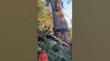 Safety Cutting with a Chainsaw #treecutting #shorts #shortsfeed #youtubeshorts #woodworking