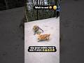 Poor puppy 😅 #puppy #monkey #pets #animals #viralvideo #shortsviral #ytshorts #trendingshorts