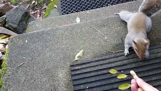 Larry the yard squirrel loves peanuts!