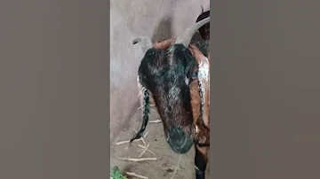 DANGEROUS BLUE EYES GOAT Goat Youtube Connectanimal Youtubeshorts Ytshorts Animals 