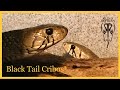 Cleaning and Talking About the Black Tail Cribos - Vlog #6