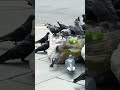Pigeons in the hunt #pigeions #bird #asmr #subscribeformore #birdsofyoutube #london #ole&steen