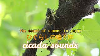 Download Lagu Sounds Of Cicada! The sounds of summer in Japan  ひぐらしの鳴く声 (セミ) MP3 Download Lagu Sounds Of Cicada! The sounds of summer in Japan  ひぐらしの鳴く声 (セミ) MP3