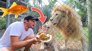 MAKING FISH TACOS FOR BIG CATS ! {LIONS, TIGERS, JAGUARS}