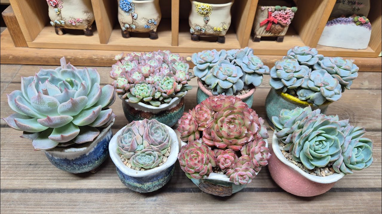 26.02.07.선물주신 다육이 하트송 식재해요 