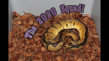 Our 2020 Ball Python Holdbacks!