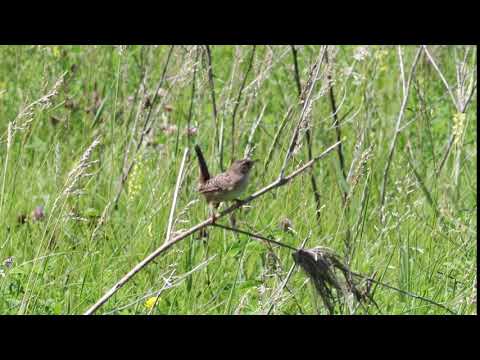 Bird - Sage Wren