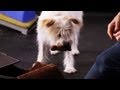 How to Teach a Dog to Put Away His Toys | Dog Tricks How to Teach a Dog to Put Away His Toys | Dog Tricks