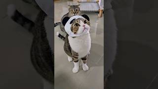 คอปเตอร์แมวแพนด้า #cat