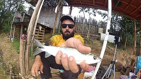 Qual é o peixe campineiro?