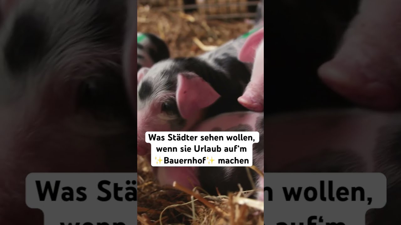 Süß und sau schlau 🐷 - YouTube