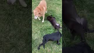 Video of adoptable pet named Xtra Hugs