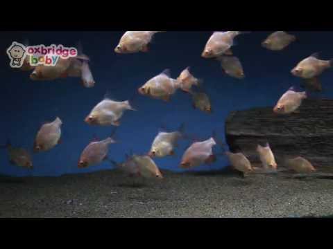Смотреть клип Dancing Fish by Oxbridge Baby (My First DVD) онлайн бесплатно в качестве Смотреть клип Dancing Fish by Oxbridge Baby (My First DVD) онлайн бесплатно в качестве