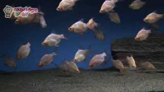Dancing Fish by Oxbridge Baby (My First DVD)