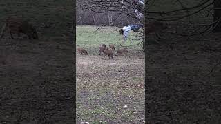 Wild swine vs kids #pigs #wildlife #kids #viralanimalvideo #animalfights #animaldocumentary