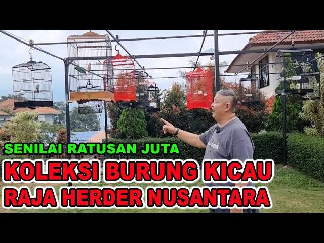 KOLEKSI BURUNG KICAU RAJA HERDER SE-NUSANTARA class=