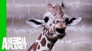 Here's How Zookeepers Teach Giraffes To Use Their New 'Chute' | The Zoo