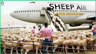 How do farmers transport and process millions of sheep using massive ships  -  processing Factory
