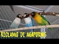 RECLAMO DE AGAPORNIS