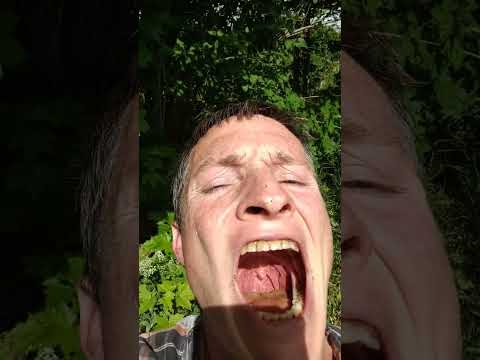 Going To Go Gather White Mustard 