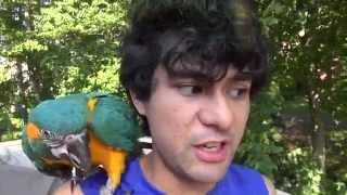 Hyperbird Hair Game Hair Status Vlog With Caninde Macaw Parrot