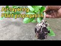 Grafting plant by easy air layering technique