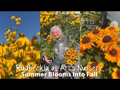 Video: Rudbeckia perenă - soarele din grădina ta