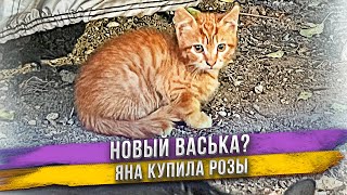 Рыжий кот пропал этим летом, а не его месте появился рыжий котенок! Чудо! Яна купила новые растения.