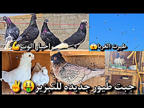 جبت طيور غريبه شوفو التغييرات الصارت