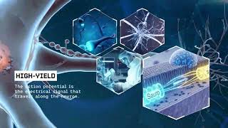 Neurology eLearning Made with AI and Expert Review | The Voice Clone