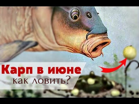 Как ловить карпа в июне? Секреты ловли карпа в июне!