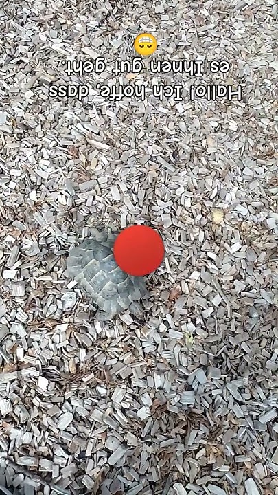 Dass Es Ihnen Gut Geht Hallo! Ich hoffe, dass es Ihnen gut geht. 😁 #fypシ #schildkröten #zitate