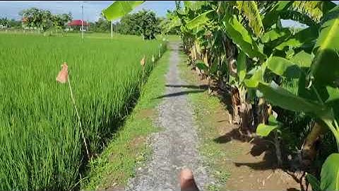 Bán đất lúa 872m2 thuộc ấp 3 xã Tân ân cần đước Long An