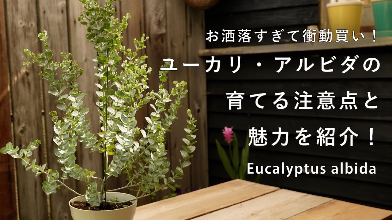 希少？初めて出会った！】ユーカリ・アルビダの注意点と魅力を語って 