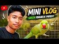 Mini Vlog ! Green Ringneck Parrot ' parrot Bird 