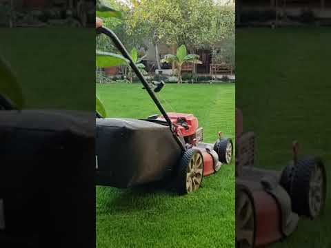 فيديو: لماذا تقوم بقش العشب؟