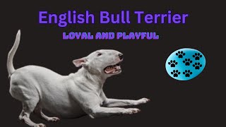 The English Bull Terrier I English Bull Terrier Breed Spotlight I