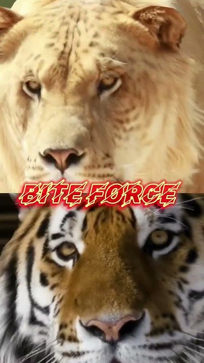 LIGER VS SIBERIAN TIGER - YouTube