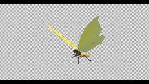 Flying Butterfly - Eurasian Brimstone - Transparent Loop