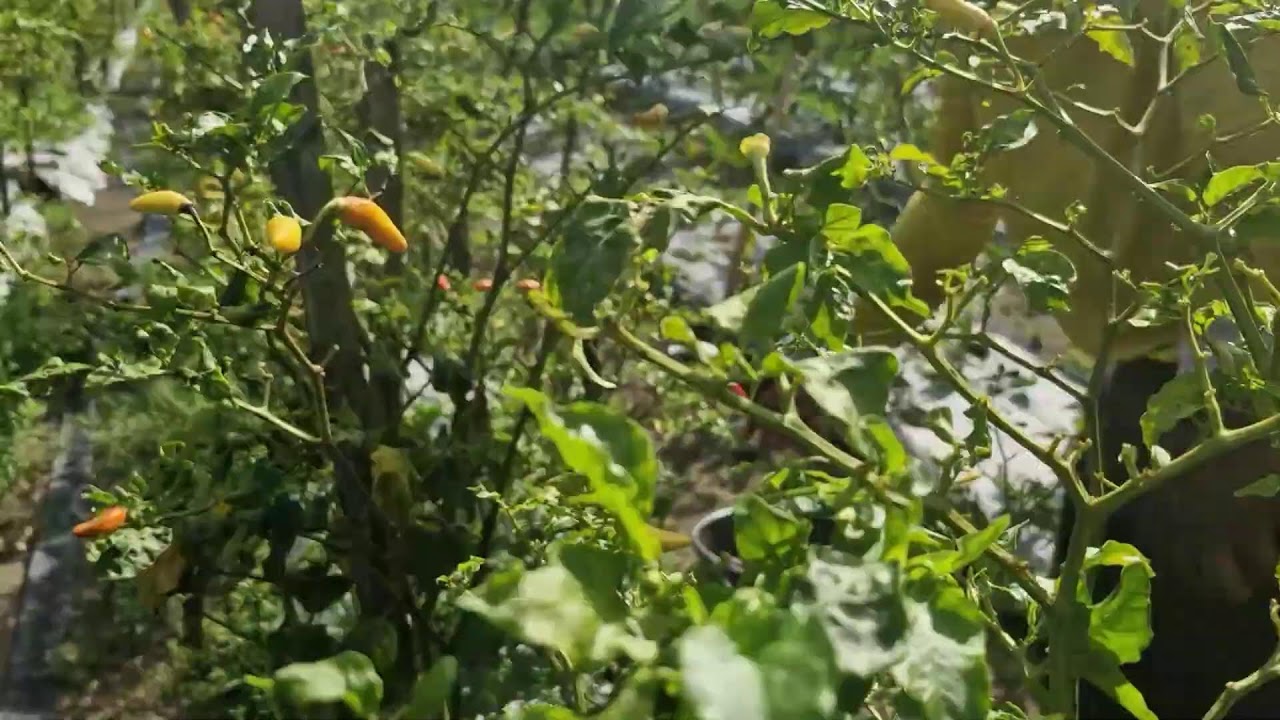 SUPER FAST FARMERS HARVEST SPICY CHILI BY RELYING ON HAND SPEED! -Agriculture Farming